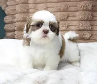 Lilly, a female Shih Tzu for sale in Grovespring, MO – 2 of 6