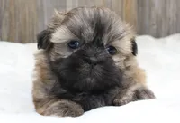 Bear, a male Shih Tzu for sale in Grovespring, MO – 5 of 5