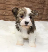Copper, a male Havanese for sale in Grovespring, MO – 2 of 4