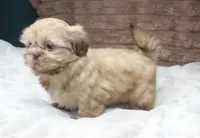 Maggie, a female Shih Tzu for sale in Grovespring, MO – 6 of 6