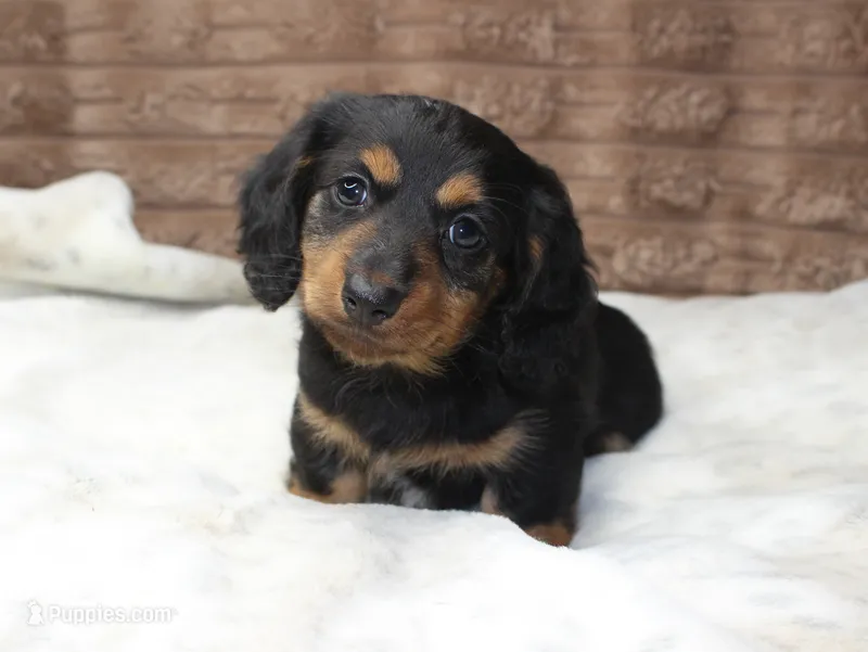 Lacy – Dachshund puppy for sale in Grovespring, MO