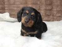 Lacy, a female Dachshund for sale in Grovespring, MO – 1 of 4