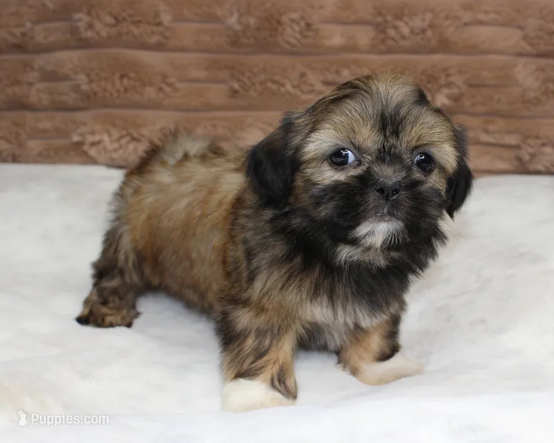 Bailey – Shih Tzu puppy for sale in Grovespring, MO