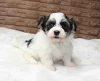 Daisy, a female Havanese for sale in Grovespring, MO – 3 of 5