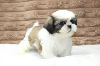 Ollie, a male Shih Tzu for sale in Grovespring, MO – 2 of 5