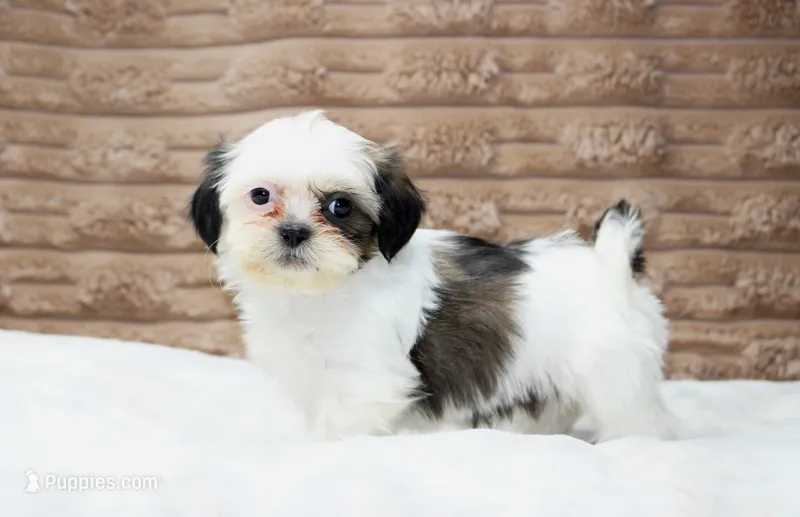 Izzy – Shih Tzu puppy for sale in Grovespring, MO
