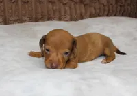 Tank, a male Miniature Dachshund for sale in Grovespring, MO – Photo 4 of 7