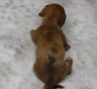 Tank, a male Miniature Dachshund for sale in Grovespring, MO – Photo 7 of 7