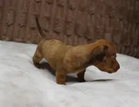 Tank, a male Miniature Dachshund for sale in Grovespring, MO – Photo 2 of 7