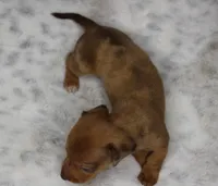 Tank, a male Miniature Dachshund for sale in Grovespring, MO – Photo 6 of 7