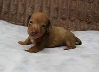 Tank, a male Miniature Dachshund for sale in Grovespring, MO – Photo 3 of 7