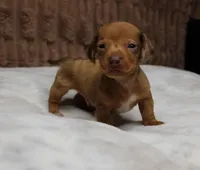 Tank, a male Miniature Dachshund for sale in Grovespring, MO – Photo 1 of 7