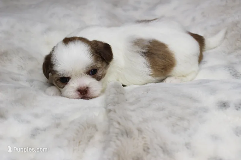 Lucy – Shih Tzu puppy for sale in Grovespring, MO