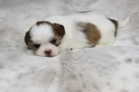 Lucy, a female Shih Tzu for sale in Grovespring, MO – 1 of 5