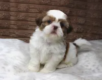 Molly, a female Shih Tzu for sale in Grovespring, MO – 4 of 6