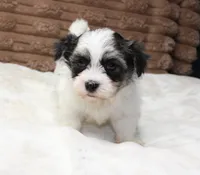 Daisy, a female Havanese for sale in Grovespring, MO – 2 of 5