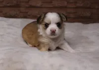 Gizmo, a male Chihuahua for sale in Grovespring, MO – Photo 4 of 5