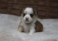 Gizmo, a male Chihuahua for sale in Grovespring, MO – Photo 3 of 5