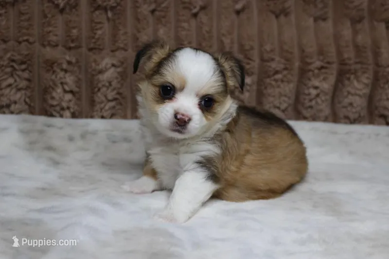 Gizmo – Chihuahua puppy for sale in Grovespring, MO