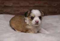 Gizmo, a male Chihuahua for sale in Grovespring, MO – Photo 5 of 5