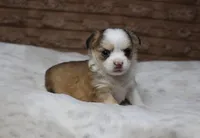 Gizmo, a male Chihuahua for sale in Grovespring, MO – Photo 1 of 5