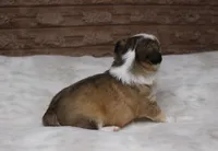 Gizmo, a male Chihuahua for sale in Grovespring, MO – Photo 2 of 5