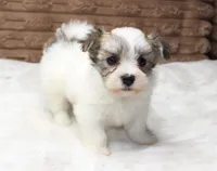 Luna, a female Havanese for sale in Grovespring, MO – 2 of 4