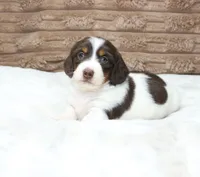 Macy, a female Dachshund for sale in Grovespring, MO – 2 of 5
