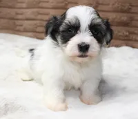 Daisy, a female Havanese for sale in Grovespring, MO – 5 of 5