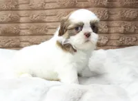 Lilly, a female Shih Tzu for sale in Grovespring, MO – 5 of 6