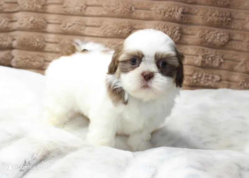 Lilly – Shih Tzu puppy for sale in Grovespring, MO