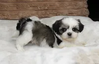 Zeke, a male Shih Tzu for sale in Grovespring, MO – 2 of 5