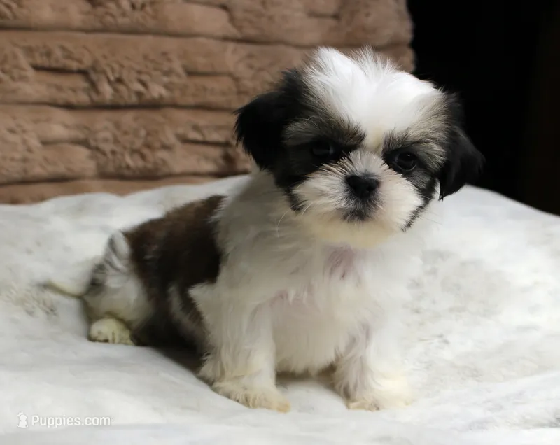 Ollie – Shih Tzu puppy for sale in Grovespring, MO