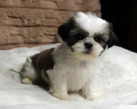 Ollie, a male Shih Tzu for sale in Grovespring, MO – 1 of 5