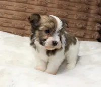 Copper, a male Havanese for sale in Grovespring, MO – 4 of 4