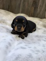 Sadie, a female Miniature Dachshund for sale in Grovespring, MO – 3 of 5
