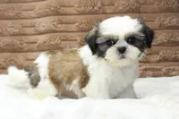 Ollie, a male Shih Tzu for sale in Grovespring, MO – 3 of 5