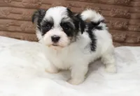Daisy, a female Havanese for sale in Grovespring, MO – 1 of 5