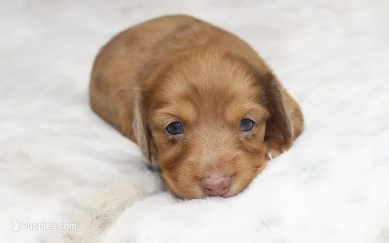 Missy – Miniature Dachshund puppy for sale in Grovespring, MO