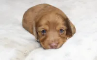 Missy, a female Miniature Dachshund for sale in Grovespring, MO – 1 of 5
