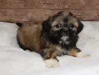 Bailey, a female Shih Tzu for sale in Grovespring, MO – 5 of 5