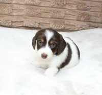 Macy, a female Dachshund for sale in Grovespring, MO – 4 of 5