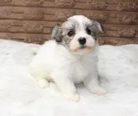Luna, a female Havanese for sale in Grovespring, MO – 3 of 4