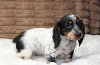 Sam, a male Dachshund for sale in Grovespring, MO – 5 of 8