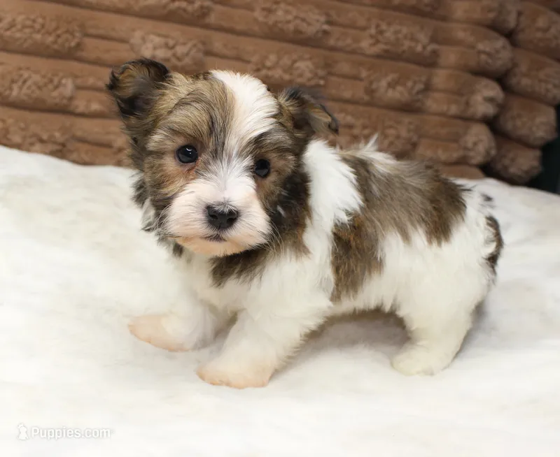 Copper – Havanese puppy for sale in Grovespring, MO