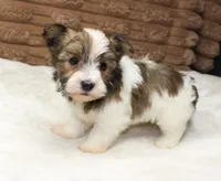 Copper, a male Havanese for sale in Grovespring, MO – 1 of 4