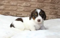 Macy, a female Dachshund for sale in Grovespring, MO – 5 of 5