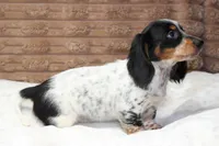 Sam, a male Dachshund for sale in Grovespring, MO – 2 of 8