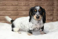 Sam, a male Dachshund for sale in Grovespring, MO – 4 of 8