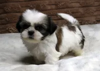 Ollie, a male Shih Tzu for sale in Grovespring, MO – 5 of 5
